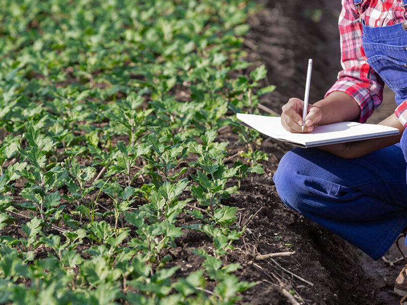 Se aprobó el Reglamento de la Ley 31110 - Ley del Régimen Laboral Agrario y de Incentivos para el sector agrario y riego, agroexportador y agroindustrial